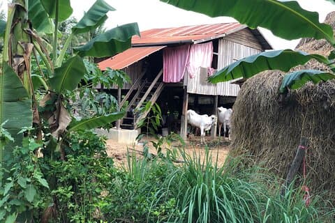 Morning tuk tuk tour half day ,bam boo train ,city & countryside