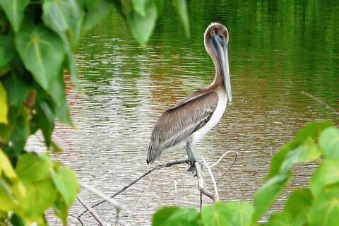 St.Martin-St.Maarten: Small Group, Birding / Bird Watching Tour