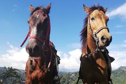 Reiten, Kaffeetour & Willys Ride und Salento