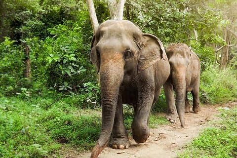 Privat tur til Kanchanaburi Death Railway og Elephant Haven
