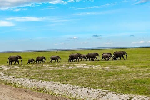 Tagestour zum Amboseli Nationalpark von Nairobi
