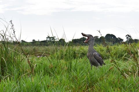 Entebbe Eco Tour - Giornata intera (Privato)