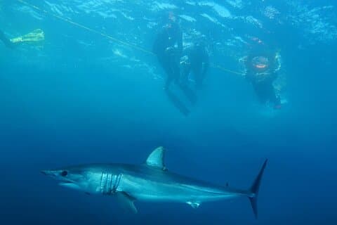Haaisafari en snorkelavontuur in Cabo San Lucas
