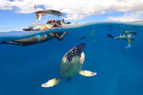 Maui Eco-Raft : Turtle Snorkel + Whale Watch Tour (*Nieuw 2n1 )