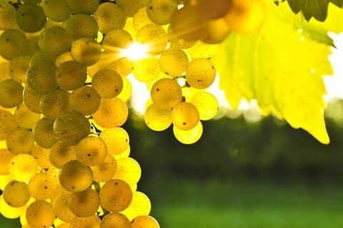 Rhodes Wine & Food Tour: Mittagessen mit 10 Mahlzeiten, Weinprobe, Kochkurs
