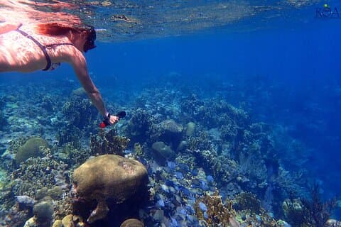 Aventure de plongée avec tuba dans le récif de Roatan