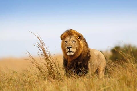 Privat 8 dagers safari tur i Tanzania