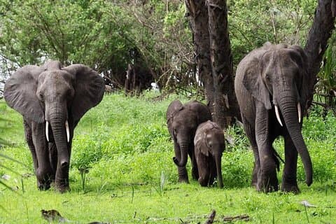 Forfait Vol Zanzibar au Parc National de Nyerere (Selous GR) 3 Jours 2 Nuits