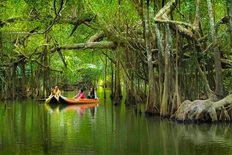 The Little Amazon and Sri Phang Nga Waterfall Full Day Tour From Khao Lak