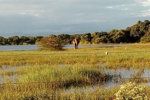 Udawalawe Safari & Yala Safari - 01 Jour, Tout Inclus