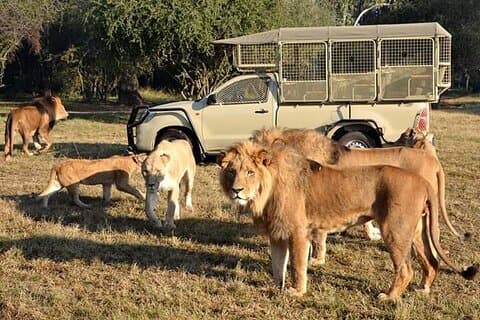 Lion and Safari Park tour