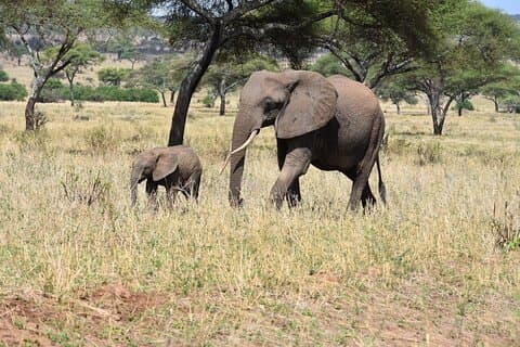 2 Dias de Tanzânia - Explore o Cratero de Tarangire e Ngorongoro