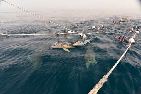 Zwemcruise met wilde dolfijnen