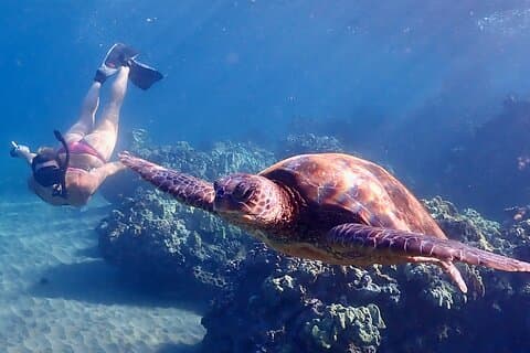 タートルタウンシュノーケリング(無料)写真と動画付き-初心者向け