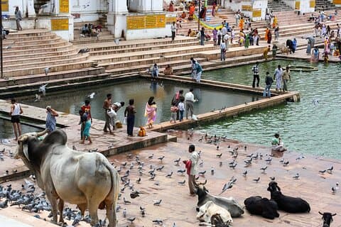 Descubra la ciudad de Pushkar con un guía local y visite Jaipur desde Jodhpur