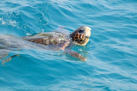 Turtle Cruise af Marathonisi Island og Keri halvøen