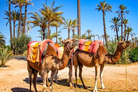 Kamelritt im Palmenhain von Marrakesch mit Tee & Hotelabholung