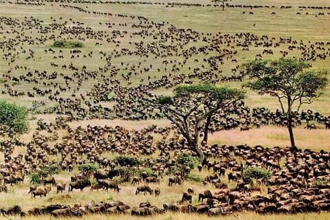3 jours Masai Mara Safari