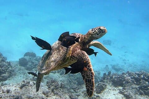 Waikiki Green Sea Turtle Snorkeling Tour - Excursão de barco