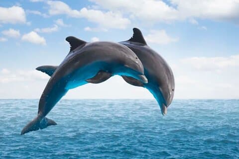 Ganztägige private Delfintour auf Mauritius