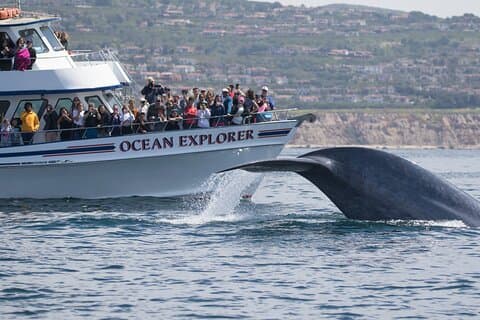 Hvalsafari fra Newport Beach