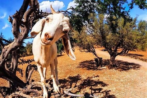 Essaouira Privé-dagtrip van een hele dag vanuit Marrakech