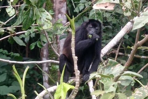 Monkey Island Tour