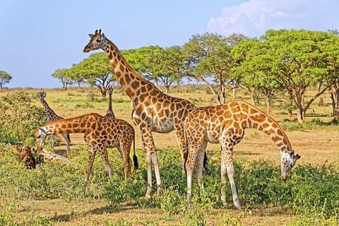 15-dagers Gorilla og sjimpanser Trekking, Big 5 og Nature Sighting Safari
