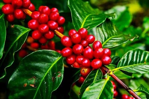 Cruisileline Semarang Port Central Java.(Tlogo Agro Plantation Highlight ) 5H