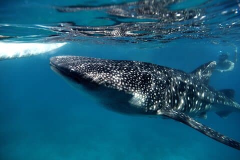 VIVE la experiencia de Nado con el Tiburón Ballena.