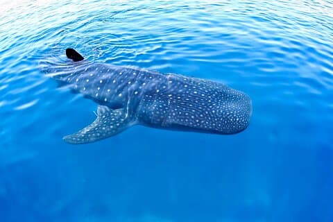 Whale Shark Experience Lifetime Memory à Cancun (collation incluse)