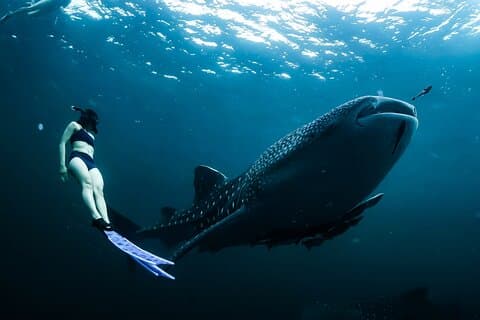 Whale Shark Snorkel Experience i Cancun (snack lunsj inkludert)