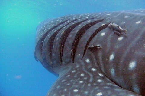 Eventyr og snorkle med hvalhaien på vei fra Cancun