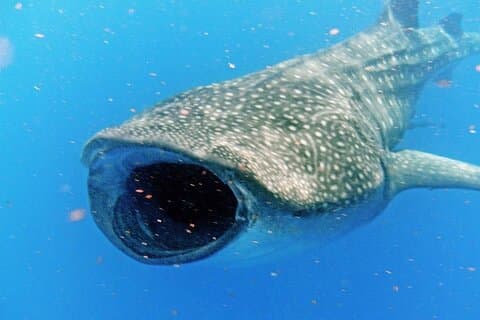 Eventyr og snorkle med hvalhaien fra Puerto Morelos
