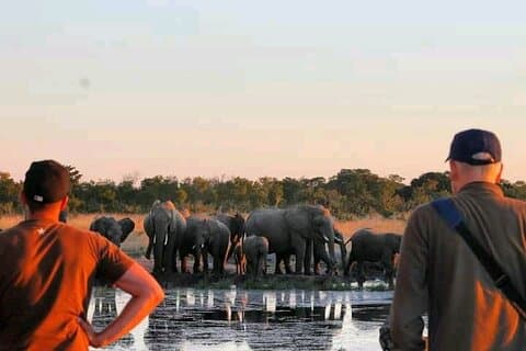 Safari Game Drive im Zambezi National Park
