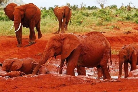 Safari de 5 jours dans 3 parcs nationaux