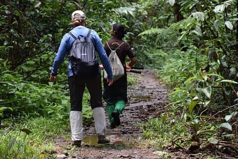 Visite de la forêt tropicale de Sinharaja au départ de Bentota