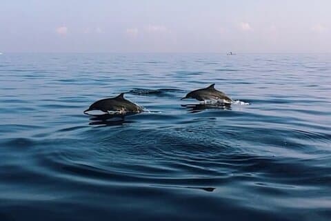 Bali Dolphin Lovina Tour und Ulundanu Beratan