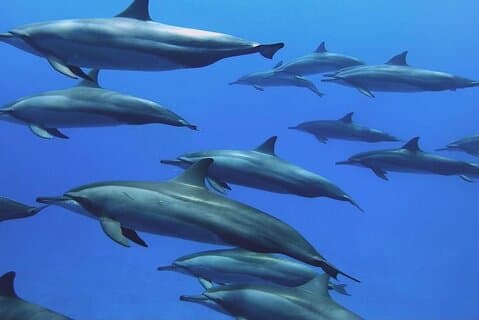 Tour de delfines, Tour de cuevas de Maalum, Jardín secreto, Tour de especias, Restaurante Emerson