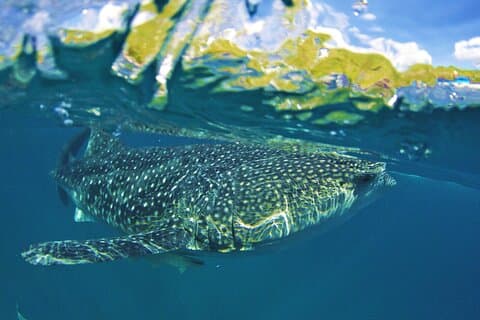 Journée complète d'observation des requins et de canyoning à Cebu