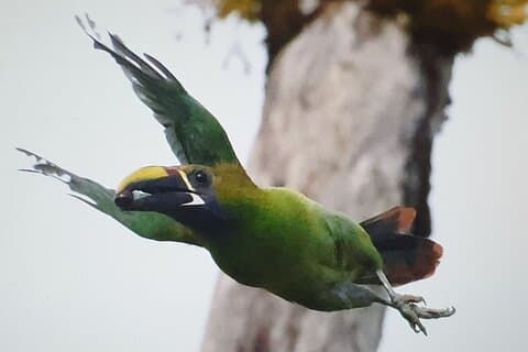 Herrliche Quetzal-Tucans- Tropische Vogelbeobachtungstour Monteverde