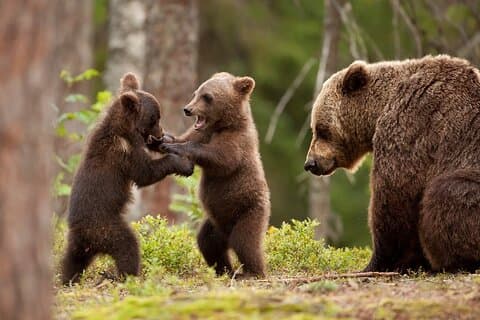 Brown bear watching experience at the Bear Sanctuary