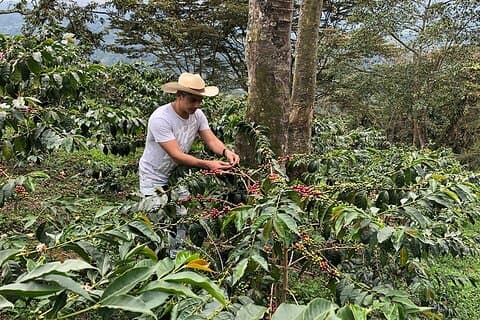 Koffieboerderij en Salento wandeltocht