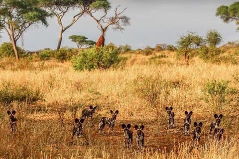 Safari de vida selvagem e praia de 8 dias na Tanzânia