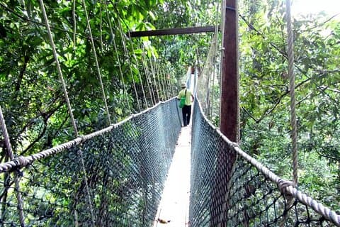 Excursión de un día a Taman Negara con Canopy Walk