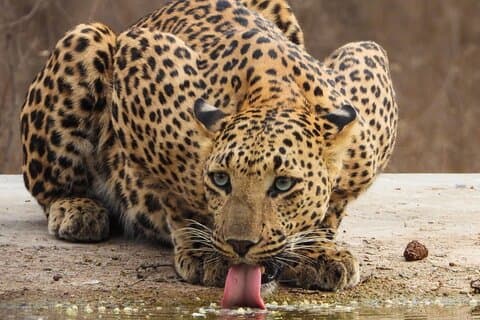 Hoteller i nærheden af Jhalana Panther Safari Park