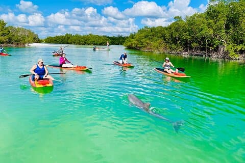 Dolphin and Manatee Adventure Tour of Fort Myers