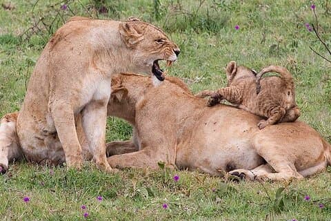 4 - Tagesausflug Tarangire, Serengeti & Gorongoro Lodge