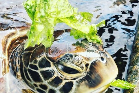 Swim with Sea Turtles; Spice Tour with Lunch; Prison Island Tour
