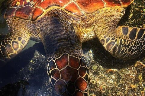 Baraka Aquarium; The Island Pongwe; Spice Tour; The Secret Garden; The Rock
